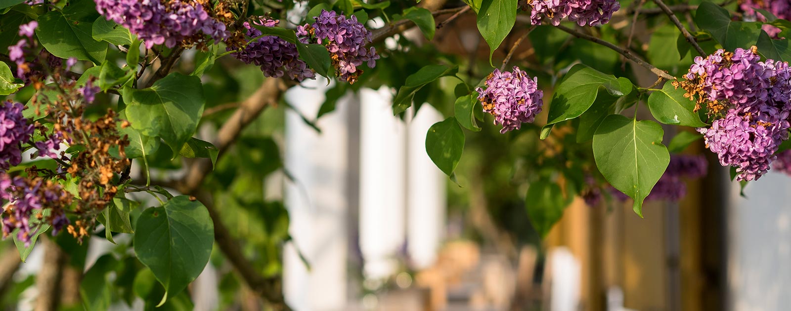 Blumen vor dem Briol in Dreikirchen