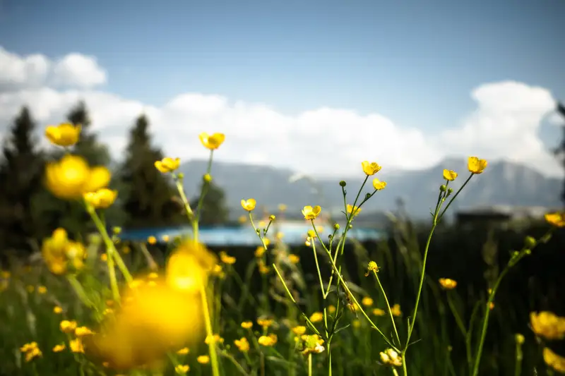Briol — colors of summer